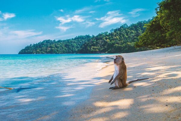 Affe genießt die Aussicht am Strand