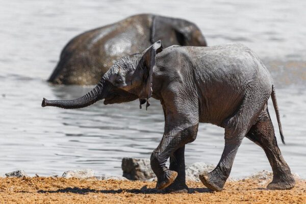 Baby Elefant