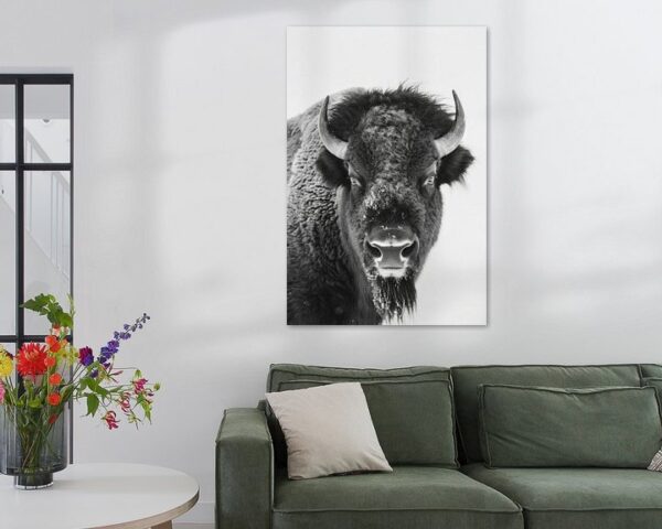 Bison