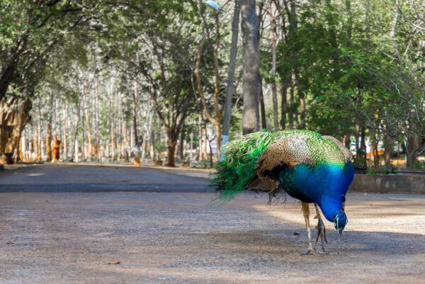 Blauer Pfau in Thailand