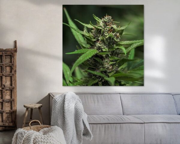 Cannabis Blatt Blüte