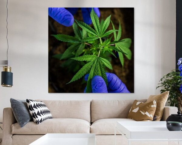 Cannabis Blüte