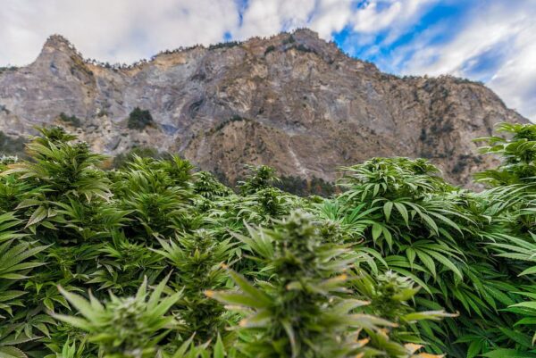 Cannabis Feld in der Schweiz mit Bergen