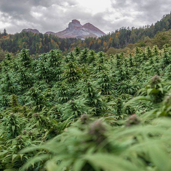 CBD Cannabis Feld in den Bergen