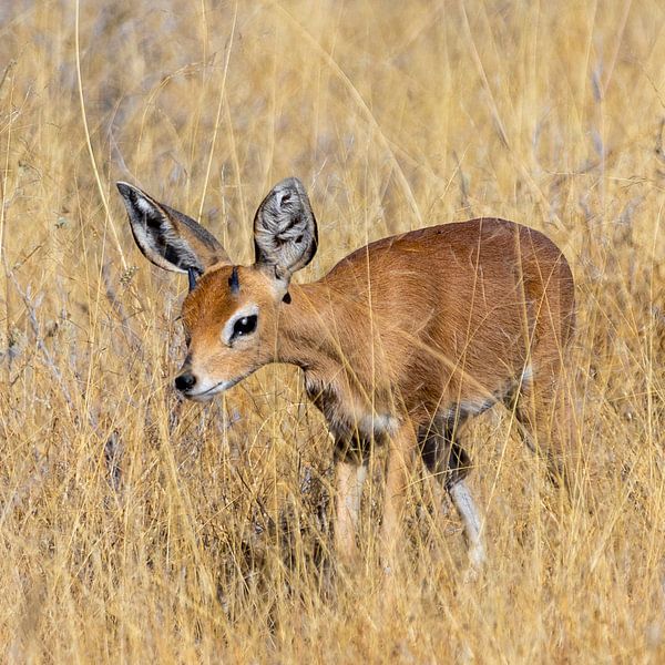 DIK DIK Antilope