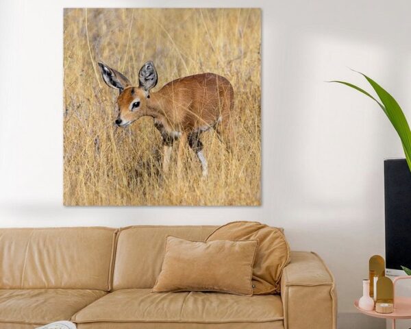 DIK DIK Antilope