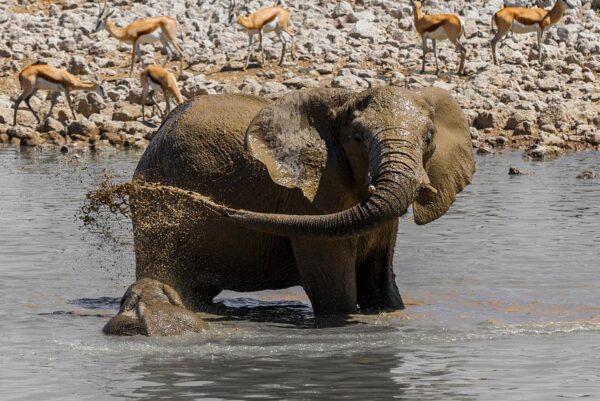 Elefant Schlammdusche