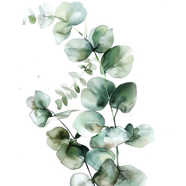 Eucalyptus