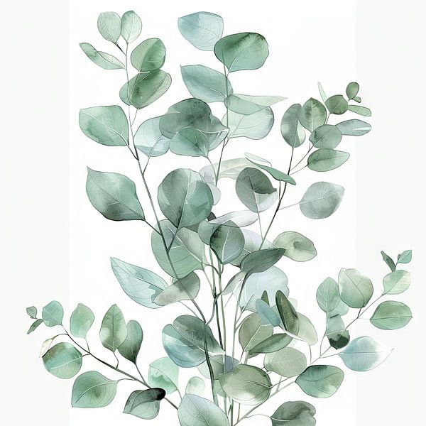 Eucalyptus