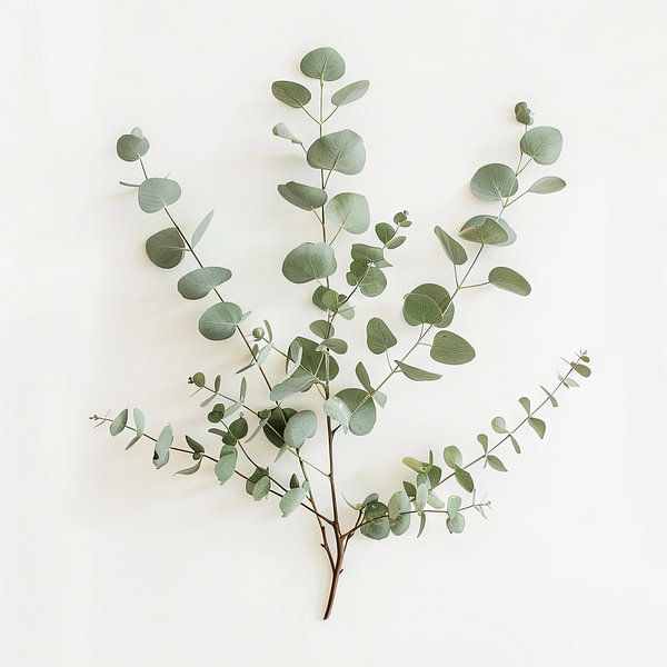 Eucalyptus