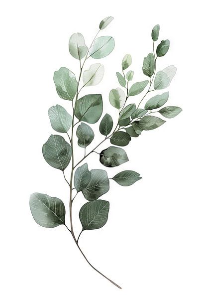 Eucalyptus