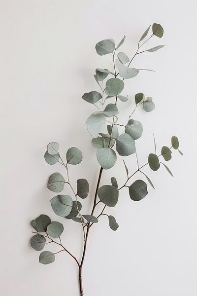 Eucalyptus