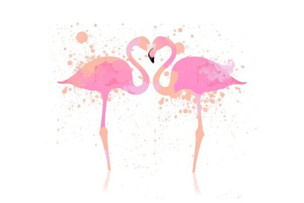 Flamingos