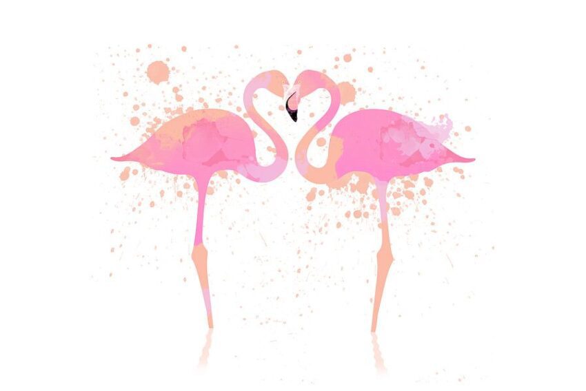 Flamingos