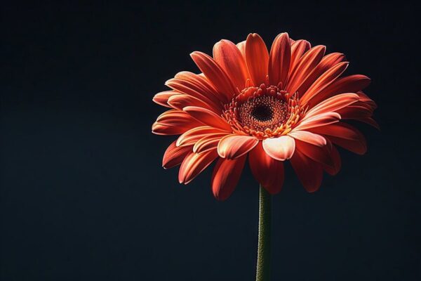 Gerbera