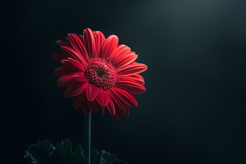 Gerbera