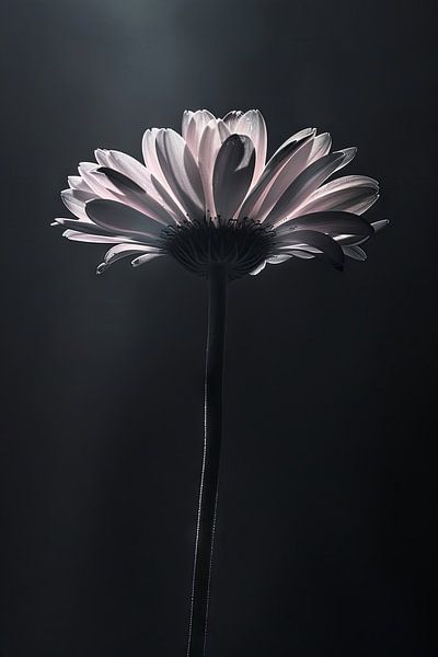 Gerbera