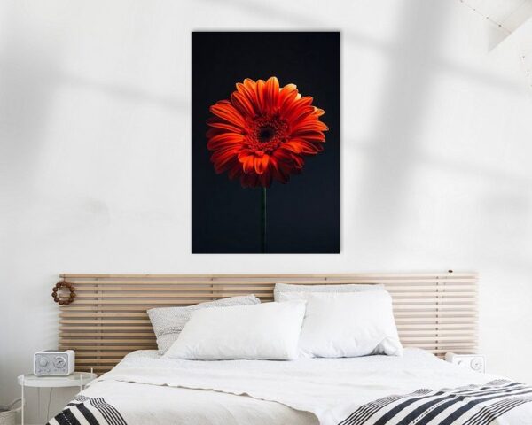 Gerbera