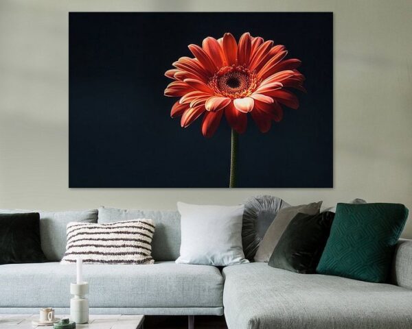 Gerbera