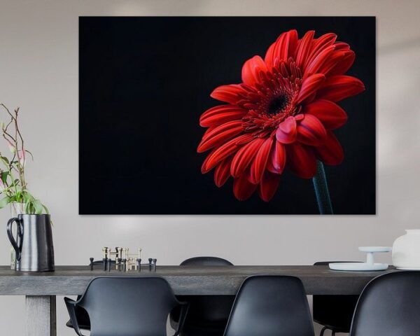 Gerbera