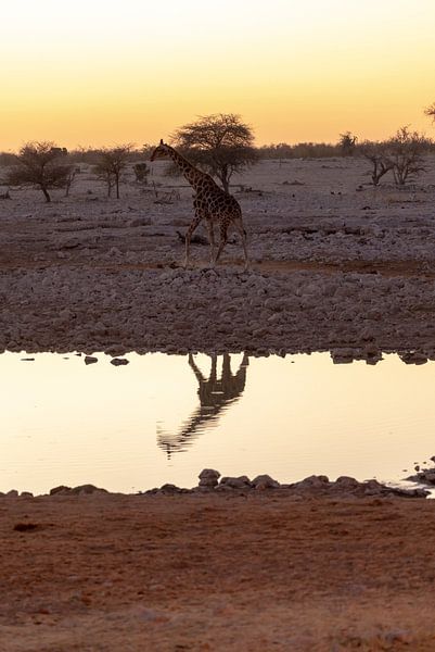 Giraffe am Wasserloch