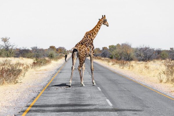 Giraffe auf Strasse