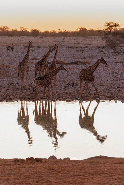 Giraffen