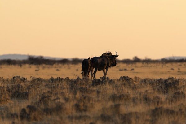 Gnus in Abenddämmerung