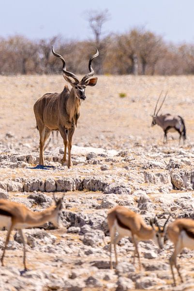 Kudu