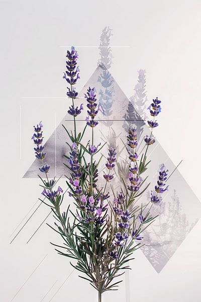 Lavendel