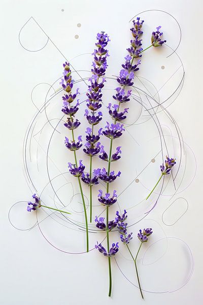 Lavendel