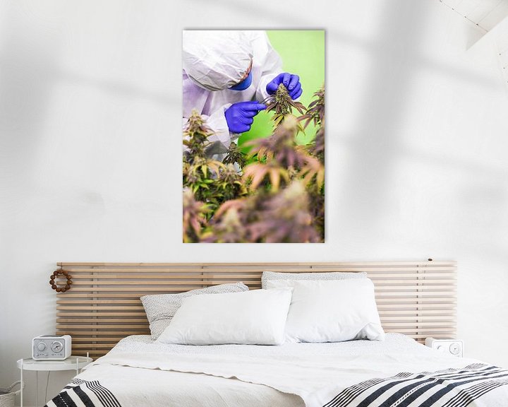 Medizinisches Cannabis