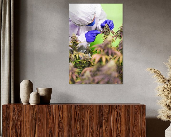 Medizinisches Cannabis