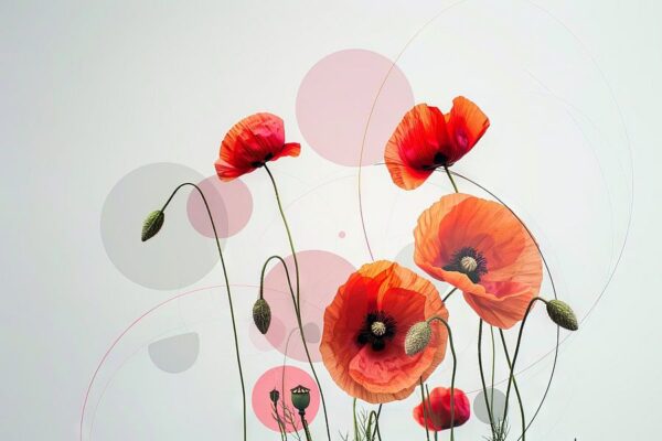 Mohn - Mohn Blumen