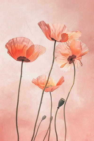 Mohn