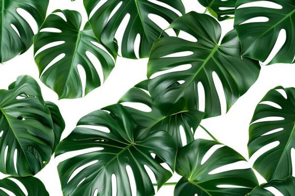 Monstera