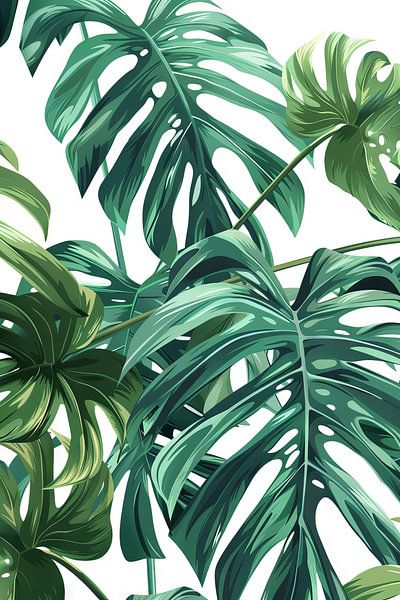 Monstera