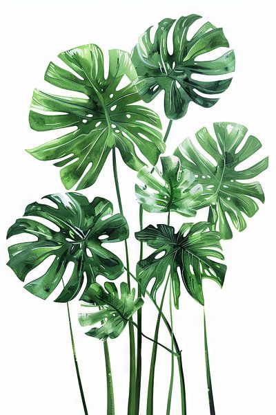 Monstera