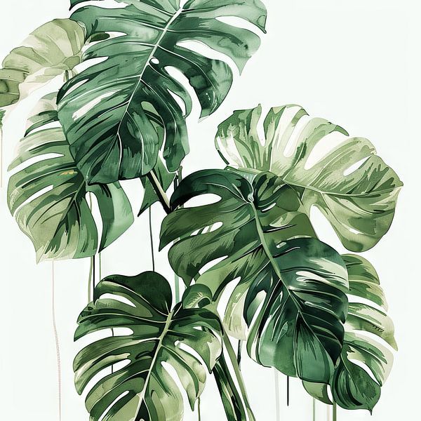 Monstera