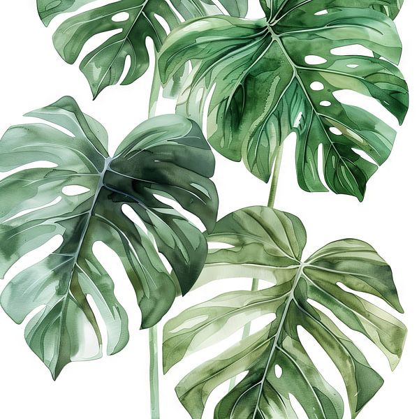 Monstera