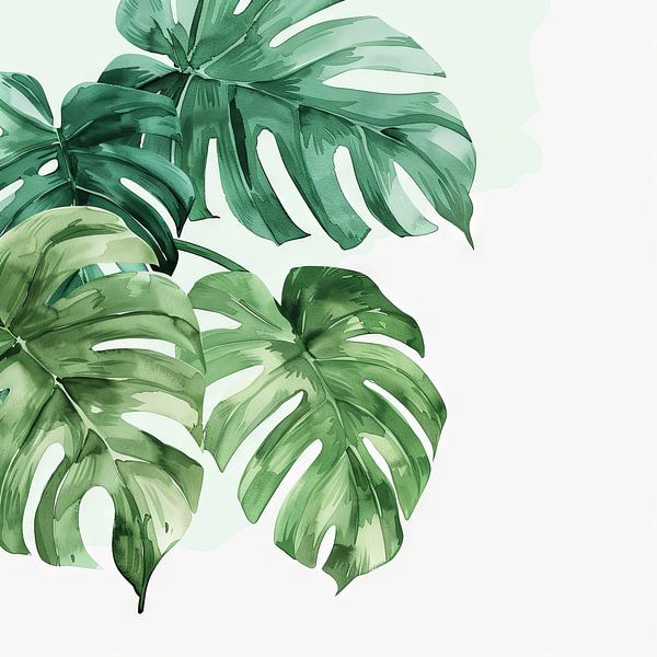 Monstera