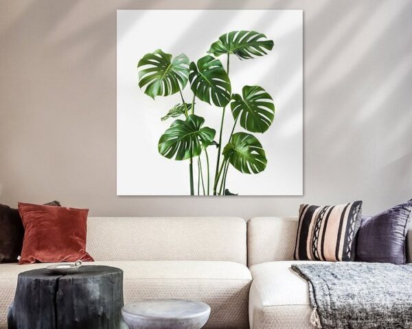 Monstera