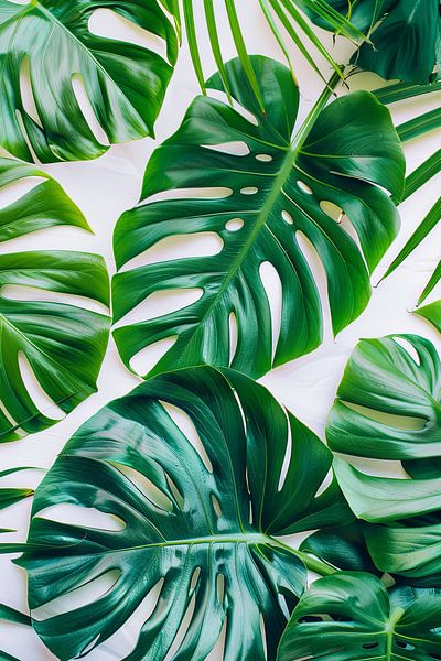 Monstera