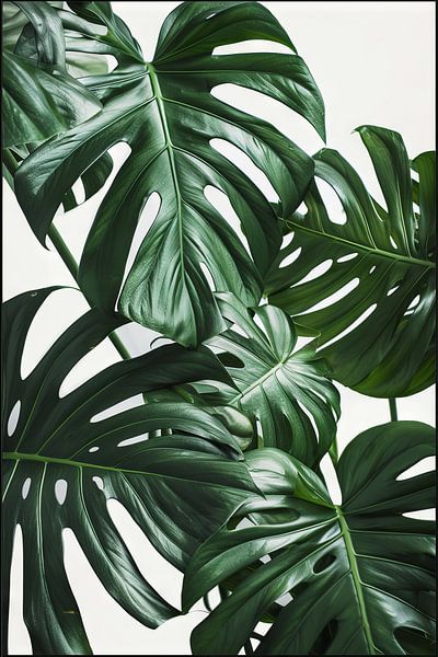 Monstera-Blätter - Tropischer Kunstdruck