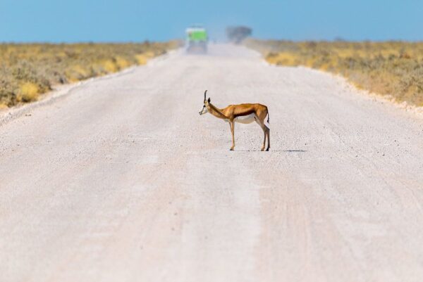 Namibia - Afrika - Springbock auf einer Strasse