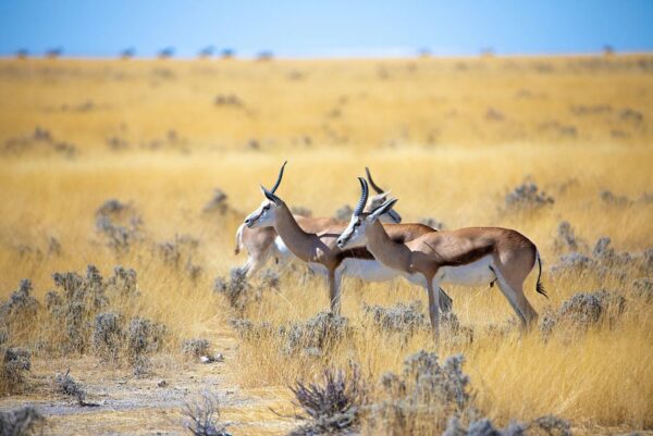 Namibia - Afrika - Springböcke