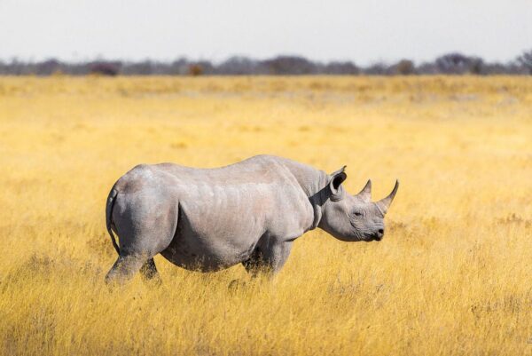 Nashorn