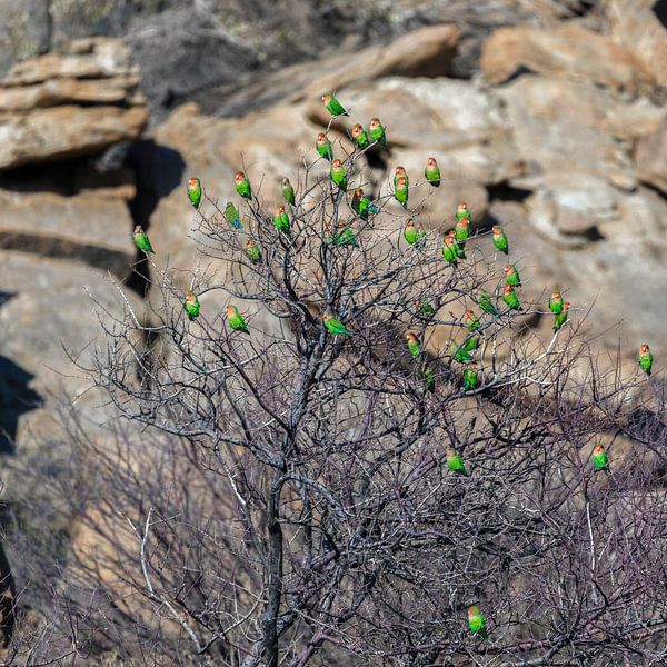 Rosenköpfchen Papageien in Namibia