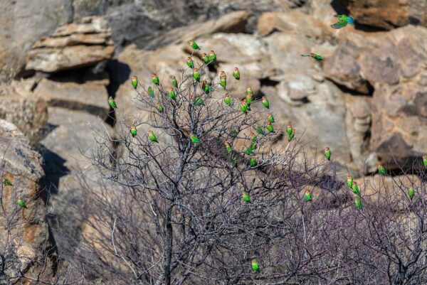 Rosenköpfchen Papageien in Namibia