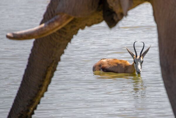 Springbock und Elefant